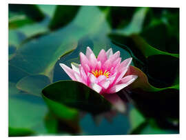 Foam board print Summer water lily IV