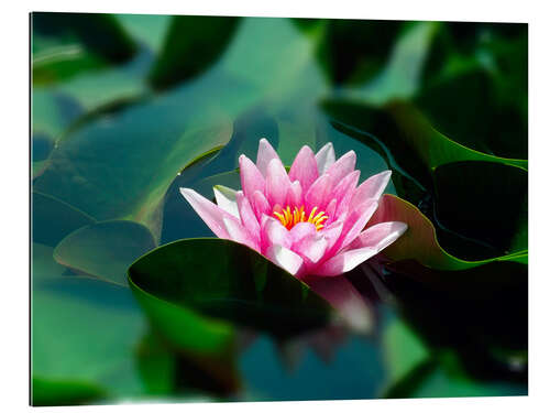 Tableau en plexi-alu Summer water lily IV