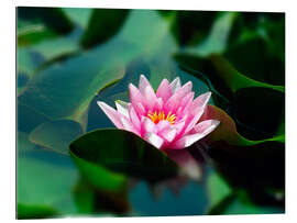 Gallery print Summer water lily IV