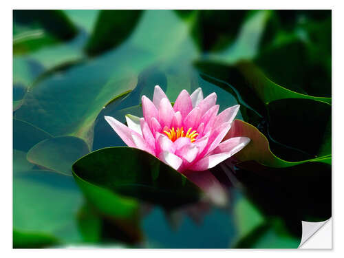 Wall sticker Summer water lily IV