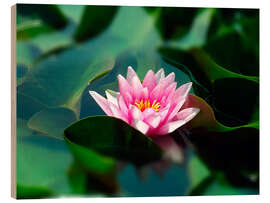 Wood print Summer water lily IV