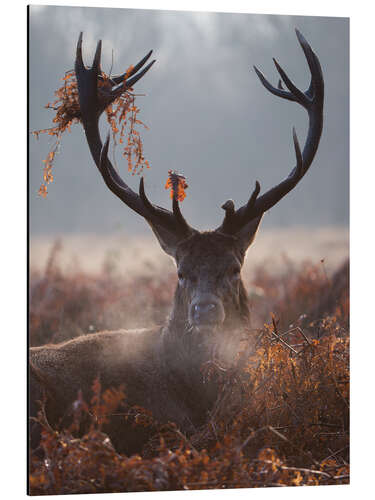 Aluminium print Deer Stag in Winter