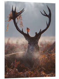 Foam board print Deer Stag in Winter