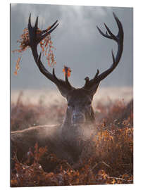 Gallery print Deer Stag in Winter