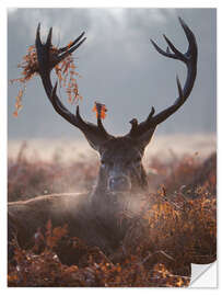 Naklejka na ścianę Deer Stag in Winter