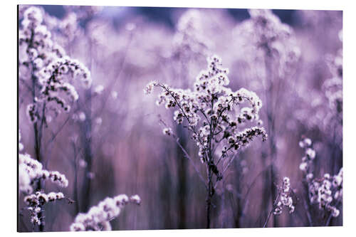 Stampa su alluminio Ultraviolet grasses