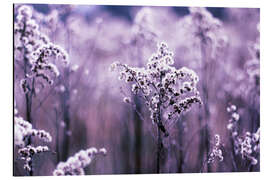 Aluminium print Ultraviolet grasses