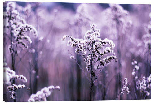 Leinwandbild Ultraviolette Gräser