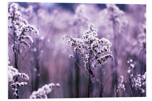 Foam board print Ultraviolet grasses