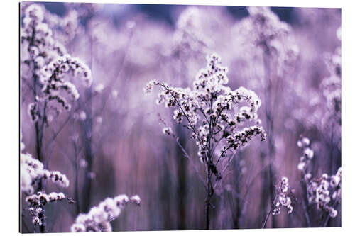 Stampa su plexi-alluminio Ultraviolet grasses