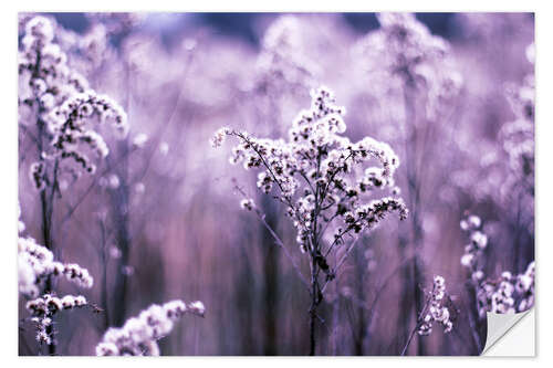 Vinilo para la pared Ultraviolet grasses