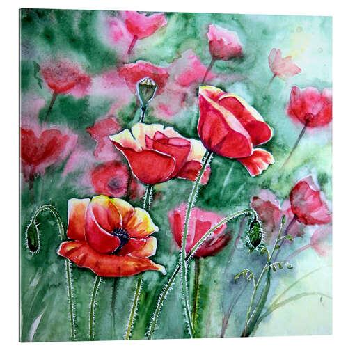 Quadro em plexi-alumínio Mohn im Gegenlicht