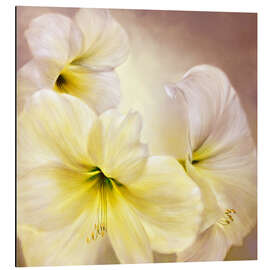 Alubild weisse Amaryllis