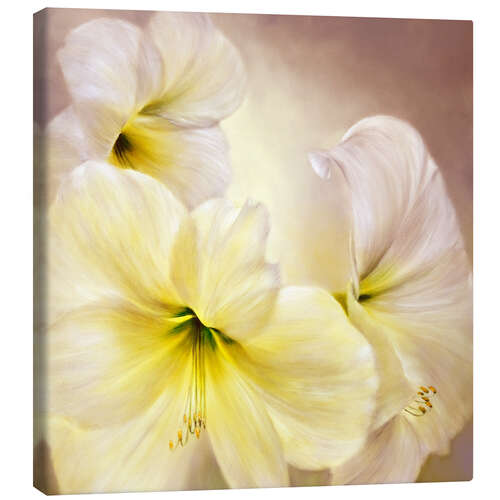 Canvas print white amaryllis