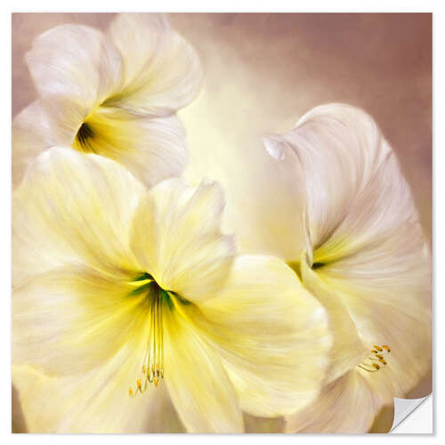 Wall sticker white amaryllis