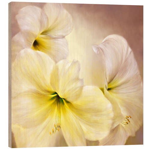 Wood print white amaryllis