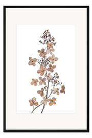 Gerahmter Kunstdruck Hydrangea paniculata