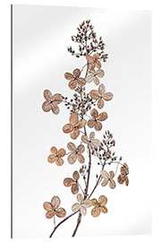 Gallery Print Hydrangea paniculata