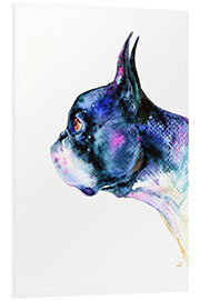 Foam board print Boston Terrier