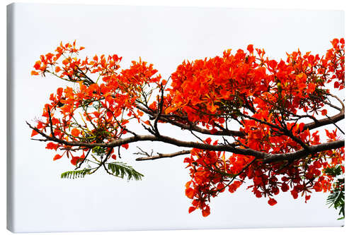 Lienzo Flamboyant