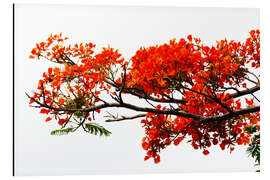 Magnettafel Flamboyant