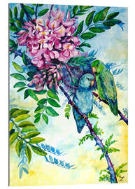 Tableau en plexi-alu Pacific Parrotlets