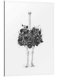 Aluminium print Flower Ostrich