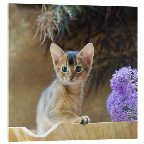 Cuadro de metacrilato Abyssinian kitten 10