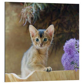 Aluminiumtavla Abyssinian kitten 10