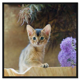 Gerahmter Kunstdruck Abessinier Kitten 10