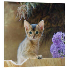 Foam board print Abyssinian kitten 10