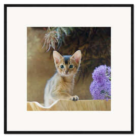 Impression artistique encadrée Abyssinian kitten 10
