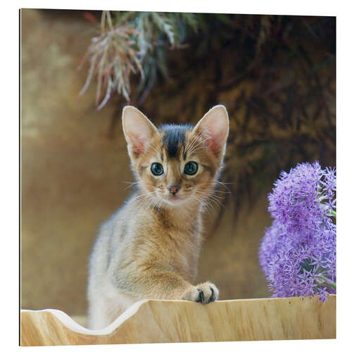 Gallery Print Abessinier Kitten 10