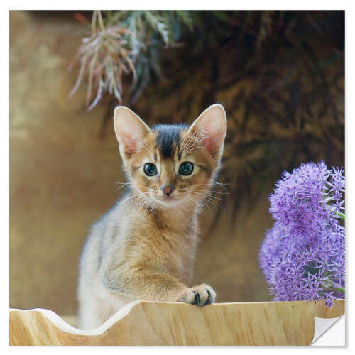 Selvklebende plakat Abyssinian kitten 10