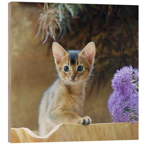 Holzbild Abessinier Kitten 10
