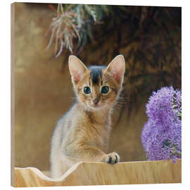 Cuadro de madera Abyssinian kitten 10