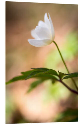 Tableau en verre acrylique Wood anemone - blooming with soft background