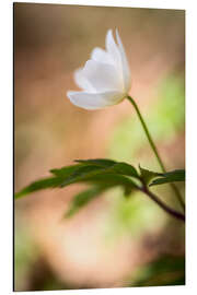 Aluminium print Wood anemone - blooming with soft background