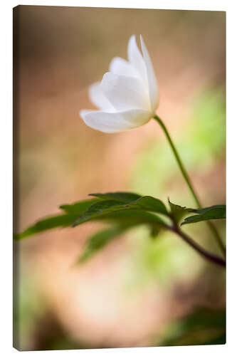 Canvas print Wood anemone - blooming with soft background