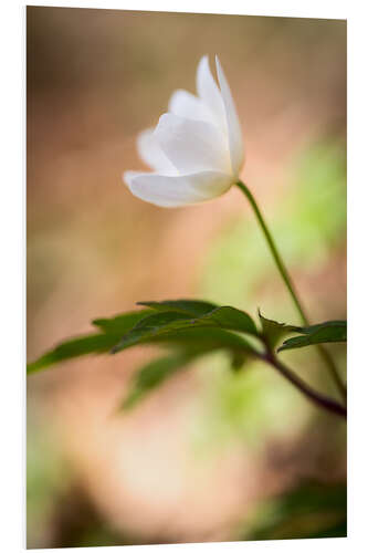 Obraz na PCV Wood anemone - blooming with soft background