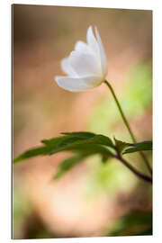 Gallery print Wood anemone - blooming with soft background