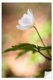 Vinilo para la pared Wood anemone - blooming with soft background