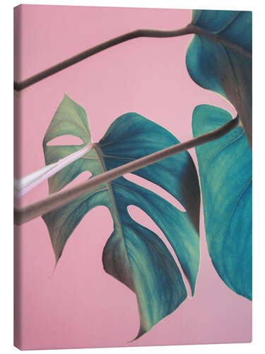 Lerretsbilde Sweet pink monstera leaves