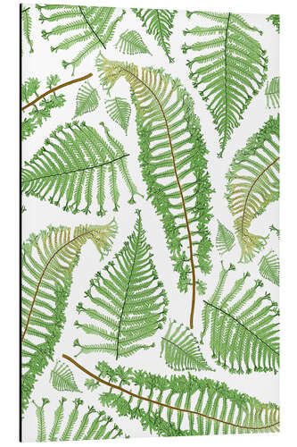 Aluminium print Ferns