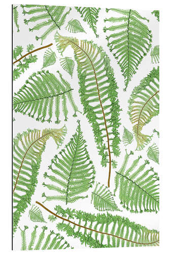 Galleriprint Ferns