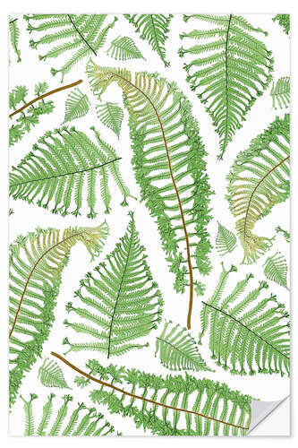 Wall sticker Ferns