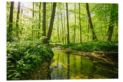 Foam board print Fresh green forest