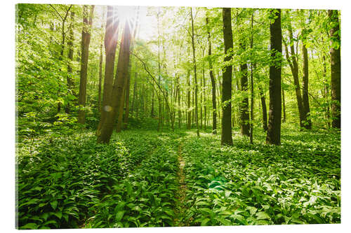 Akrylbilde Sun-flooded green forest landscape