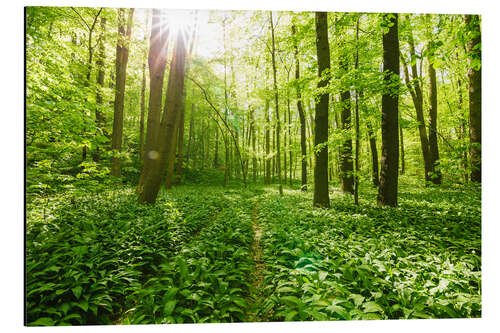 Tableau en aluminium Paysage forestier vert ensoleillé