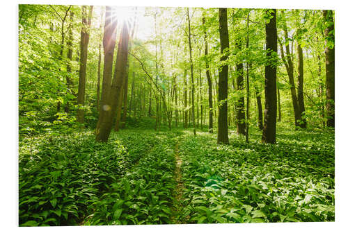 Foam board print Sun-flooded green forest landscape